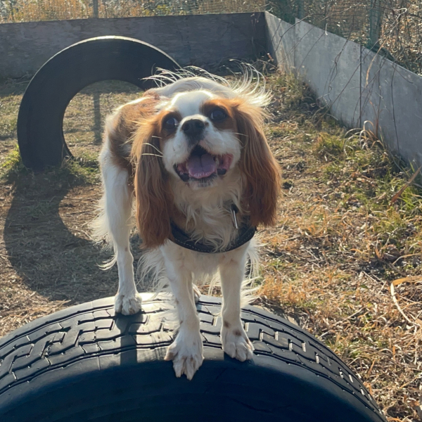 ”犬のしつけ”の考え方