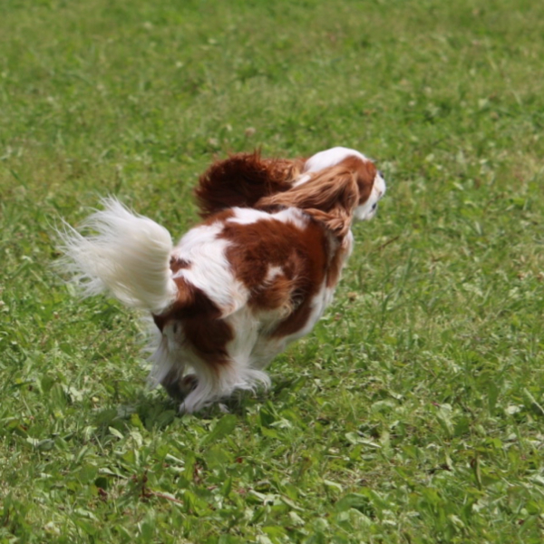 #3　勝手に飛び出す犬